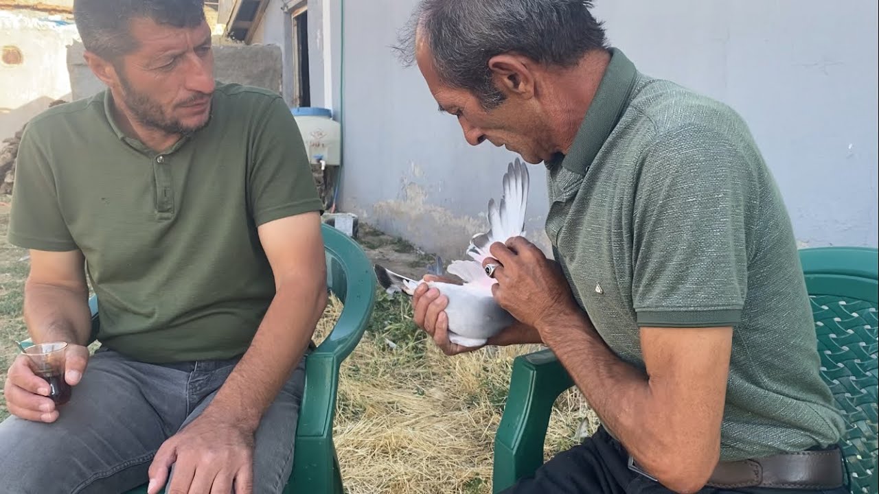 Sivas Altınyayla kızılhüyük  köyünden Necmi Ayvalı abinin güvercinleri