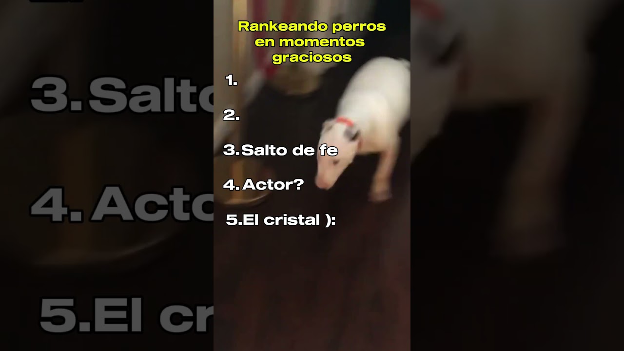 Rankeando Perros en Momentos Graciosos