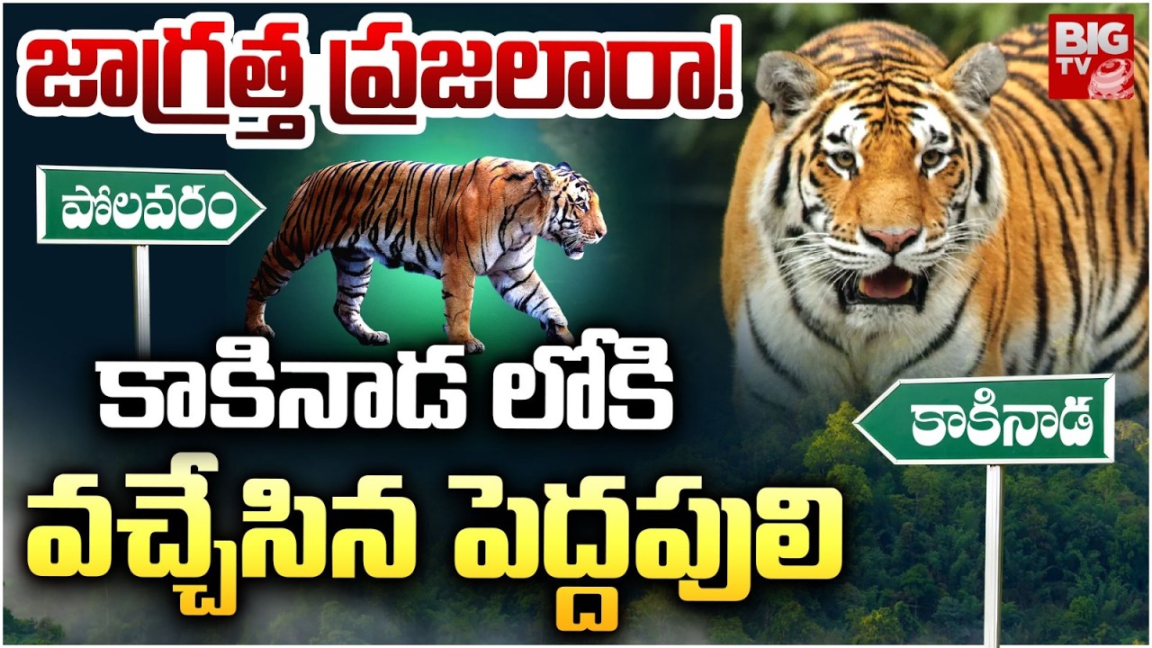 Tiger Entered Into Kakinada District | కాకినాడ లోకివచ్చేసిన పెద్ద పులి | BIG TV