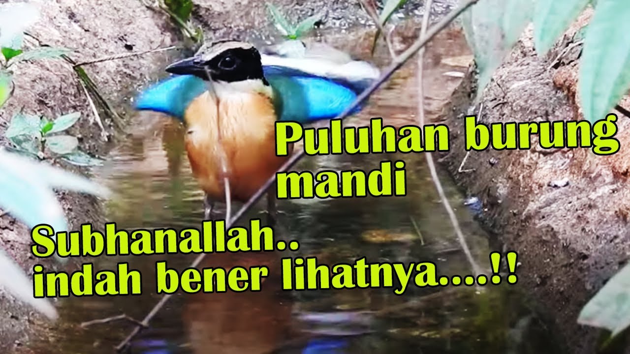 YANG BUKAN PENGGEMAR BURUNG PUN PASTI SUKA MELIHAT INI..ADEM..!!!