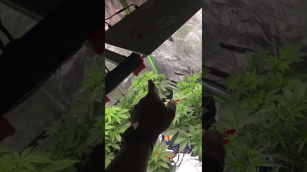 Stunted plant fix?