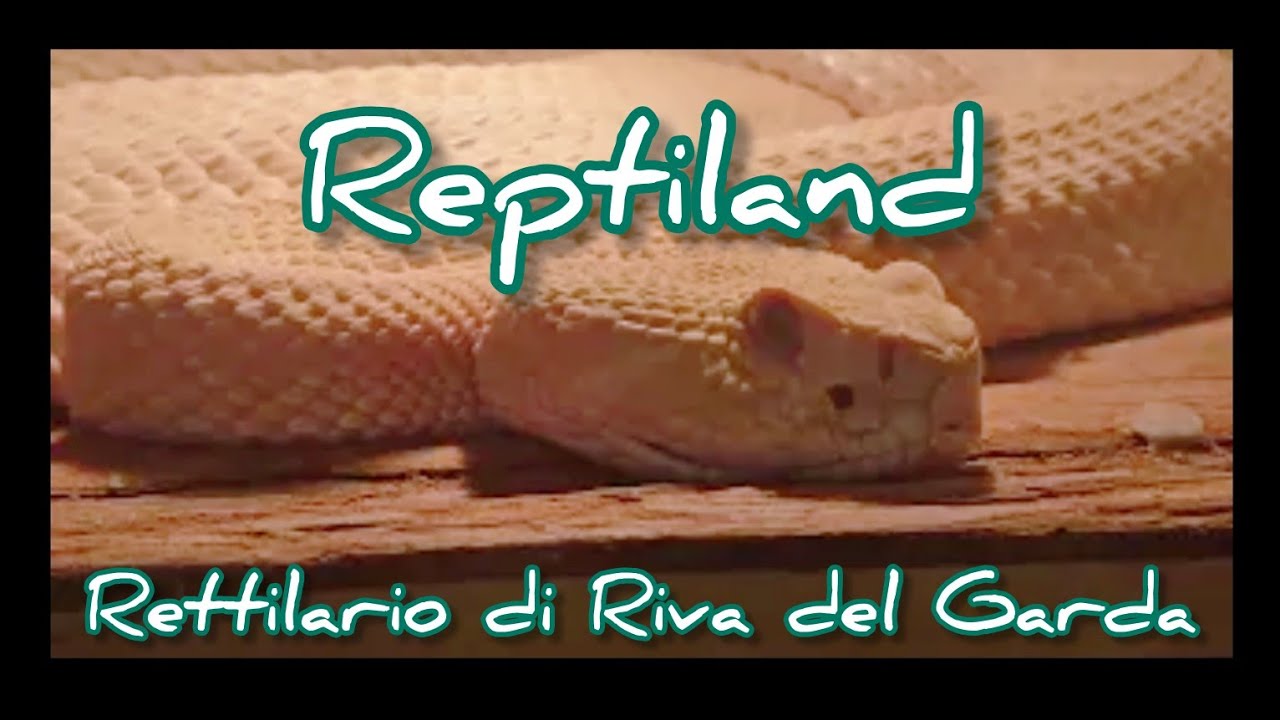 Reptiland - Galleria di Scienze Naturali e Centro Erpetologico