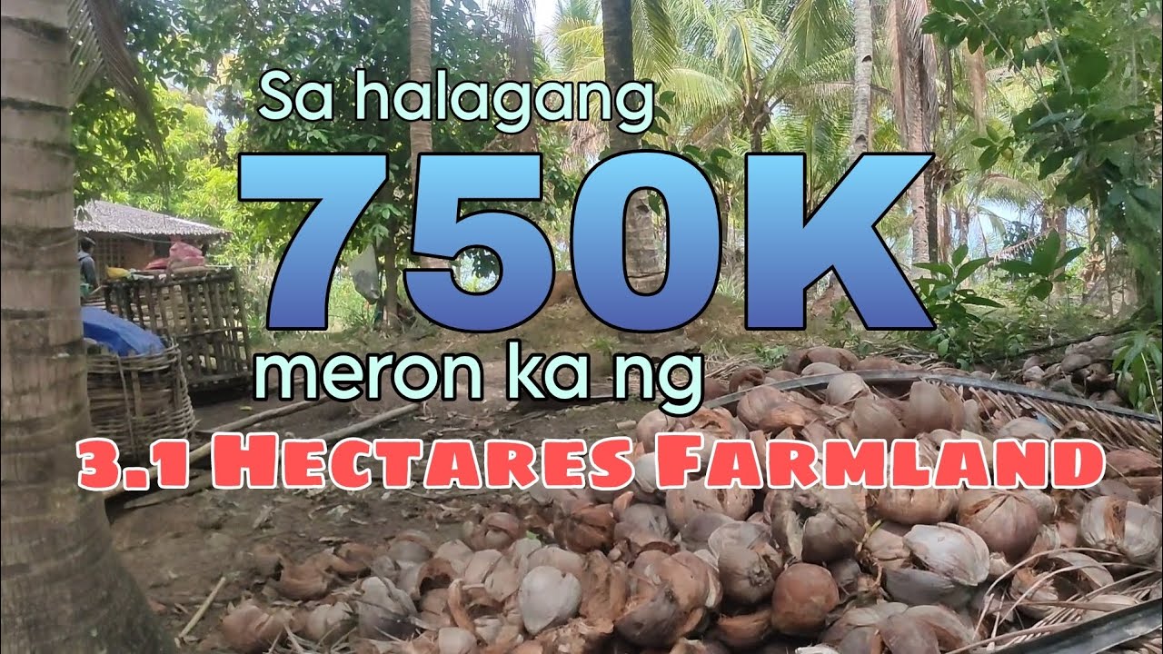 lot #29 | 3.1 Hectares Farmland for only 24 pesos per sqm 😲. Calauag, Quezon 📍
