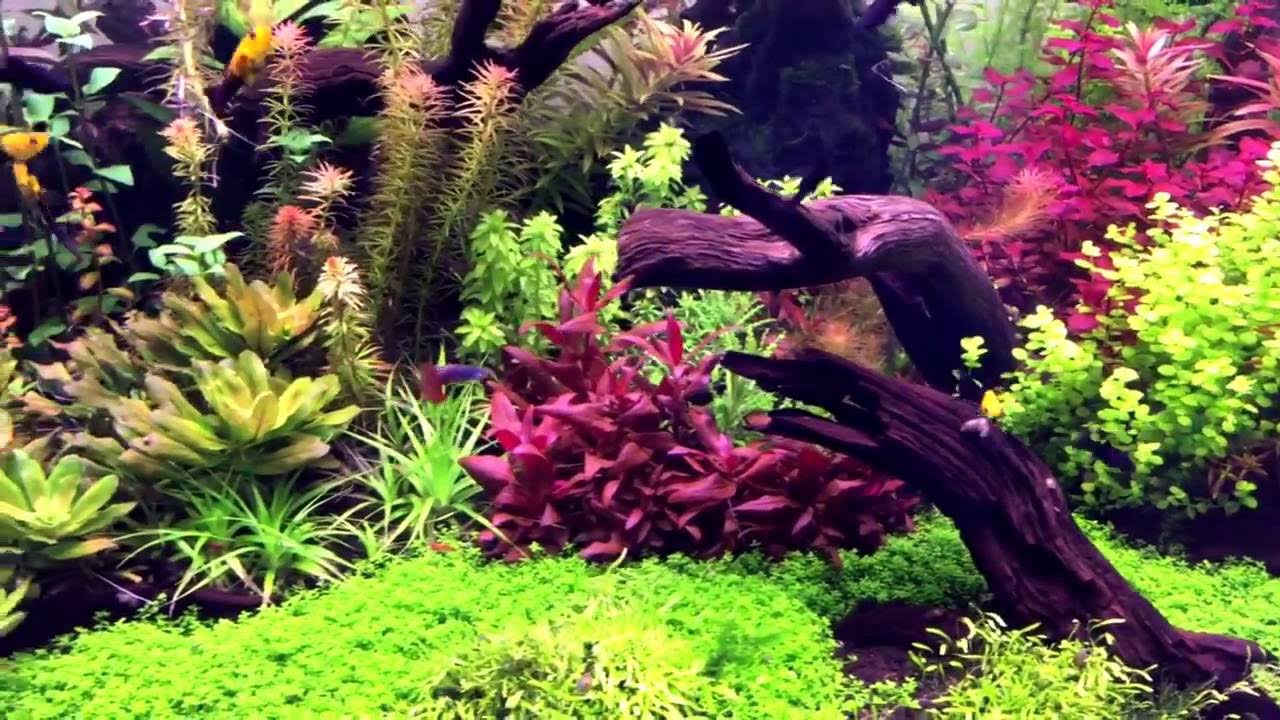 Planted tank