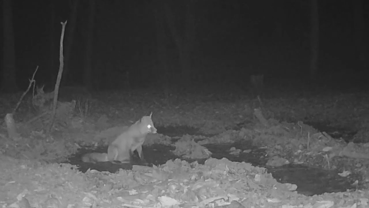 La sete d inverno la volpe 🦊 e la pozza ghiacciata ❄️