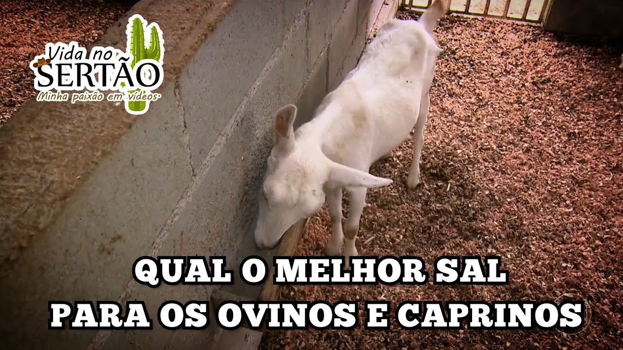 QUAL O MELHOR SAL PARA AS CABRAS E OVELHAS???