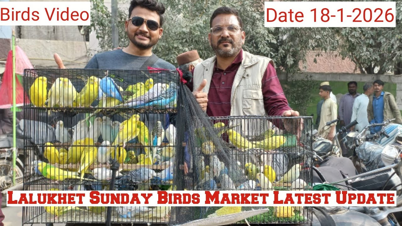 LALUKHET SUNDAY BIRDS MARKET LATEST UPDATE 18 -1- 2026 #birdsvideo #bakramandi #tgiks 