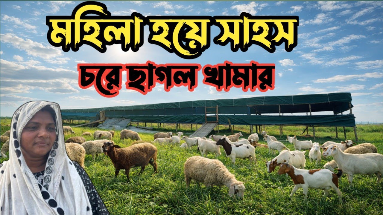 মহিলা হয়ে সাহস | নন্দলালপুর চরে ১৭ বিঘা জমিতে ছাগল ও গরুর খামার!সফলতার মুখ দেখেন!  nondolapurchor bd