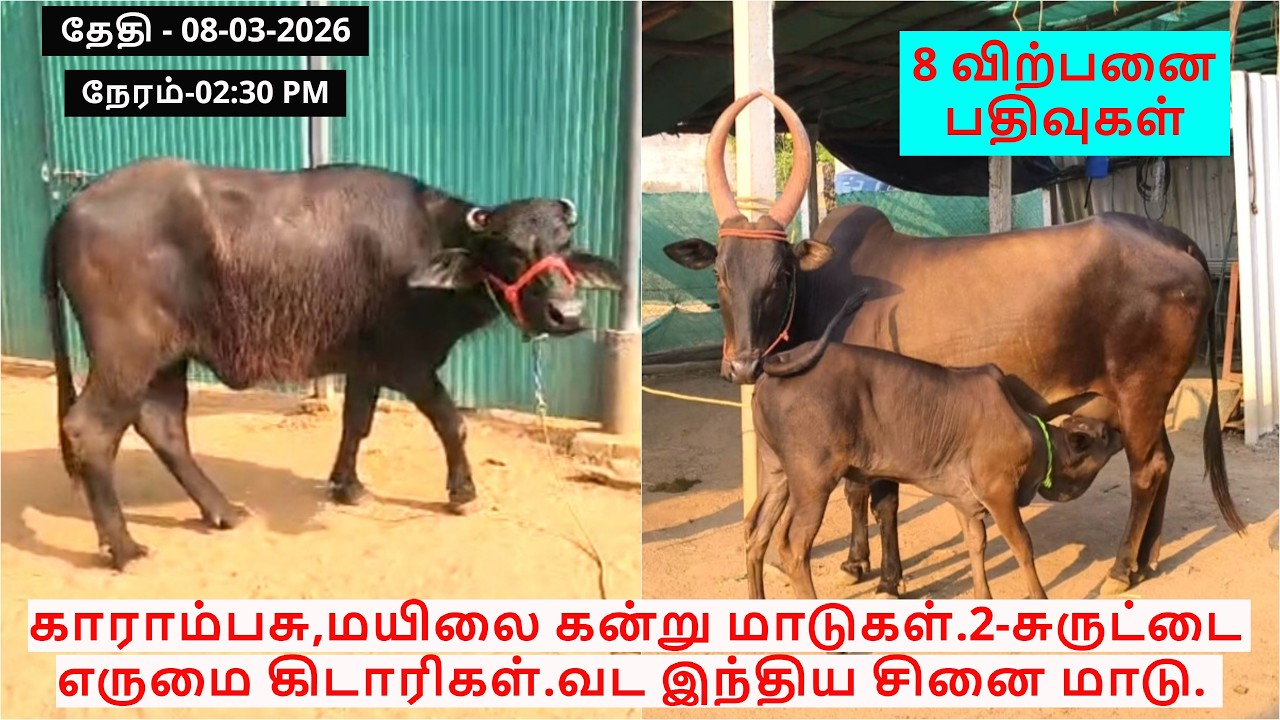 8-விற்பனை பதிவுகள்.காராம்பசு,மயிலை கன்று மாடுகள்.2-சுருட்டை எருமை கிடாரிகள்.வட இந்திய சினை மாடு.
