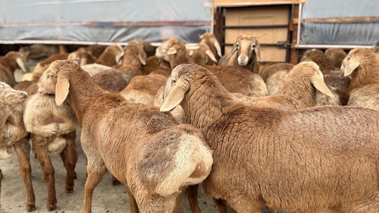 300 TA QO’ZI KELDI MARF AKA KATTA PARTIYA OLIP KELDI 