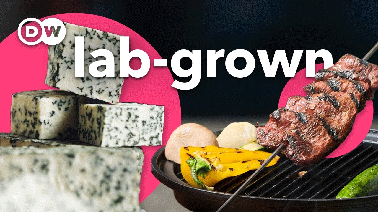 How to make lab-grown cheese and steak