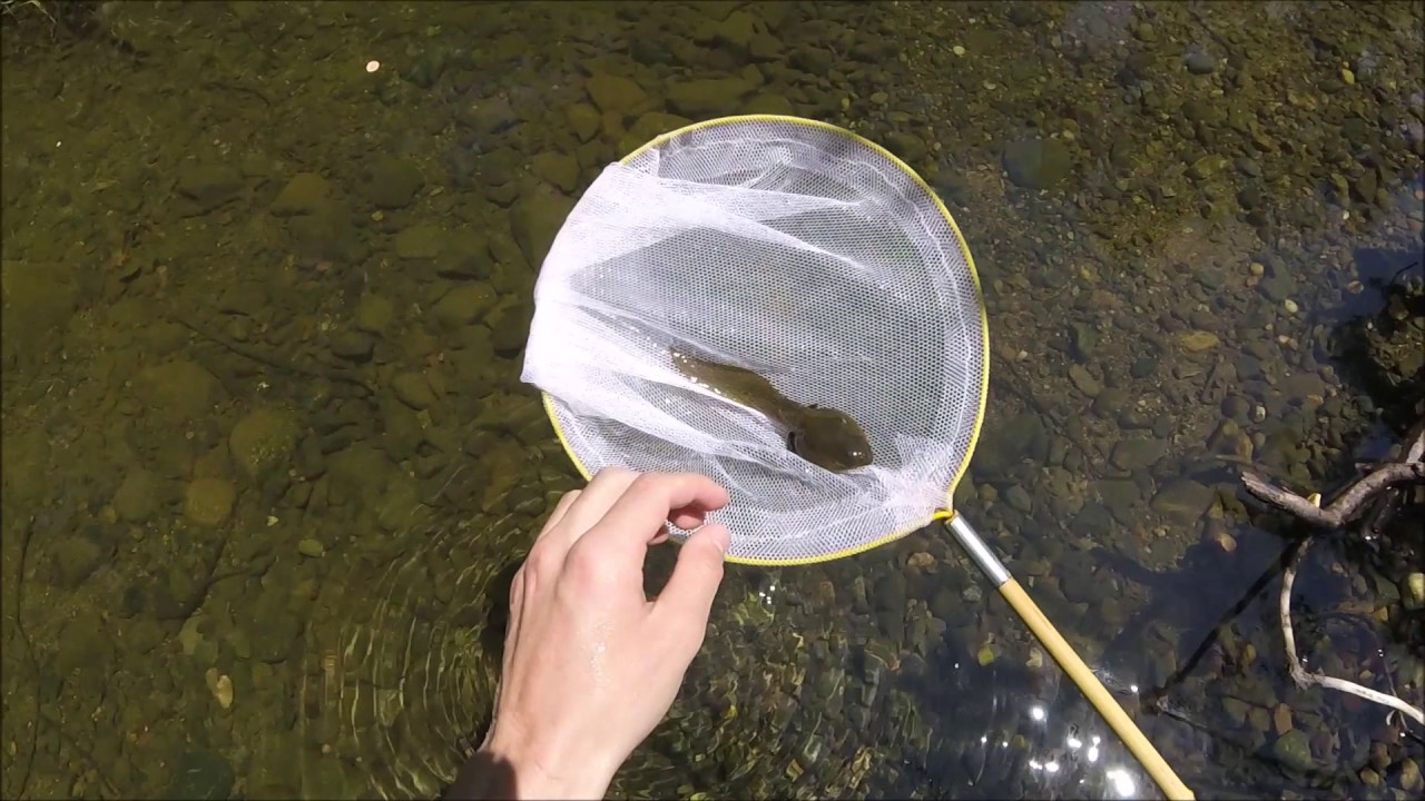 Catching Bullfrog Tadpoles at my Local Creek!