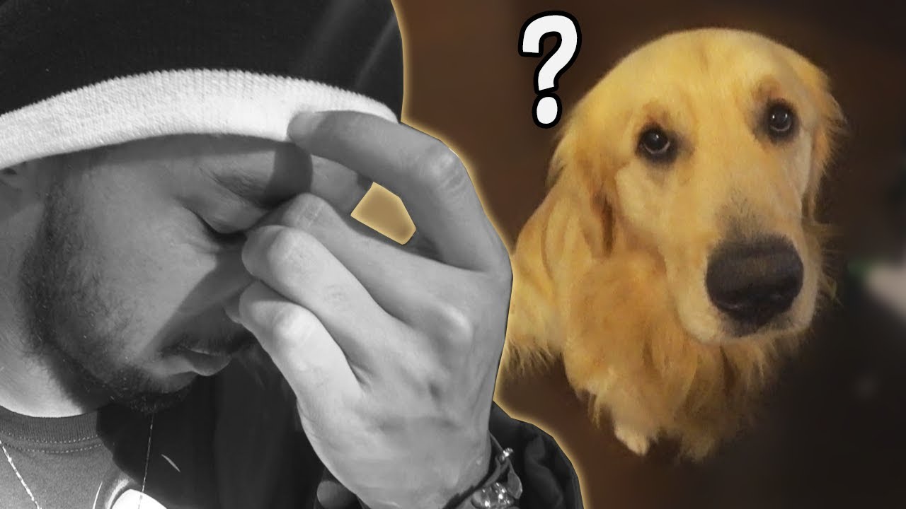 MEU CACHORRO NÃO LEMBROU DE MIM?