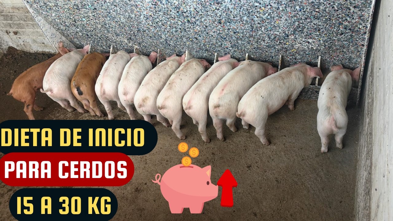 “Dieta de inicio para cerdos (15 a 30 kg) – ¡Engorda rápido!