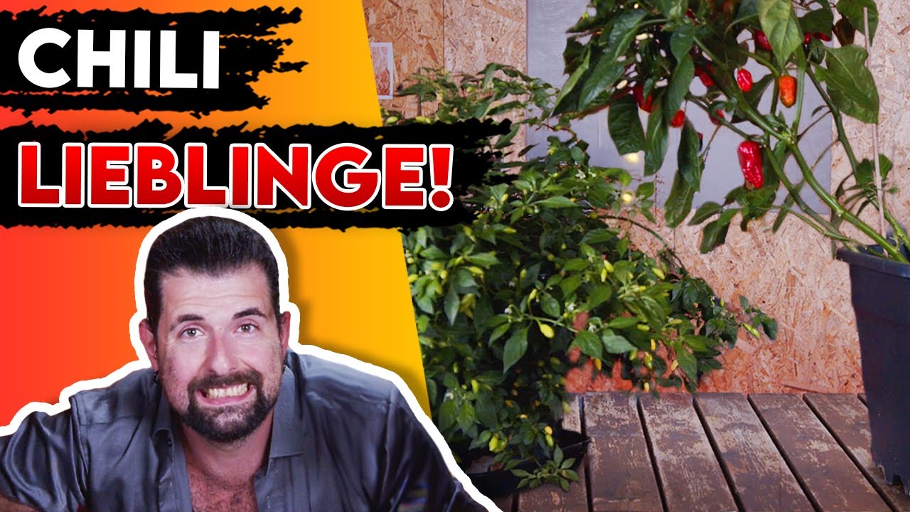 CHILI Pflanzen Ranking | Meine 4 Lieblingspflanzen