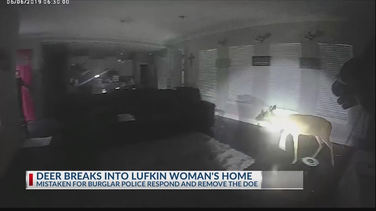 Deer breaks into Lufkin woman's home
