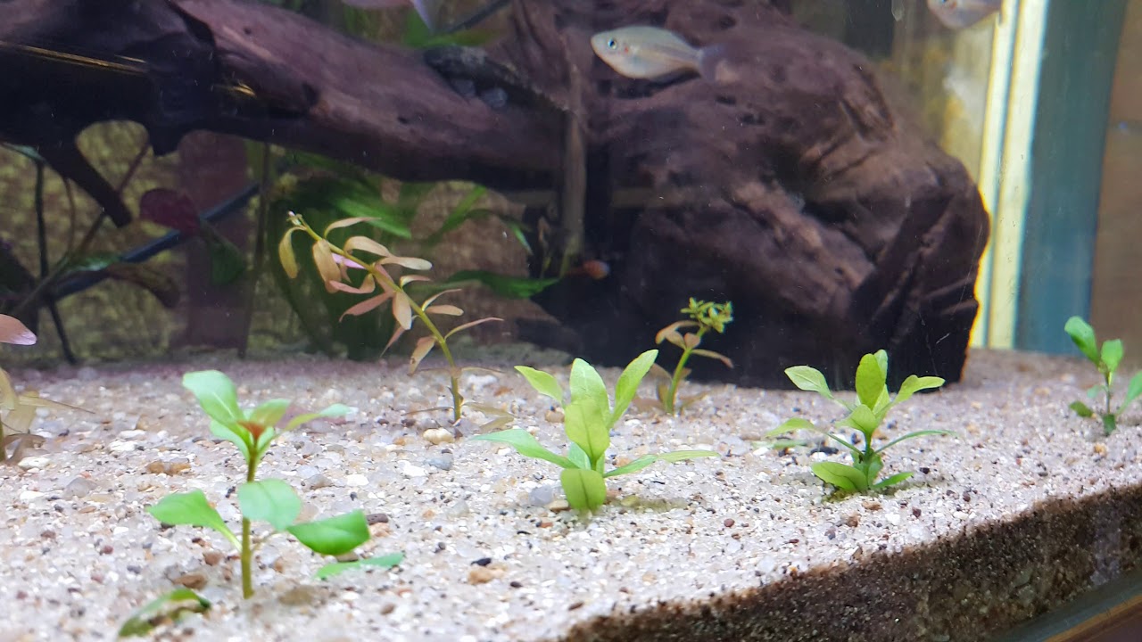 Adding my first fresh water crab to my community tank
