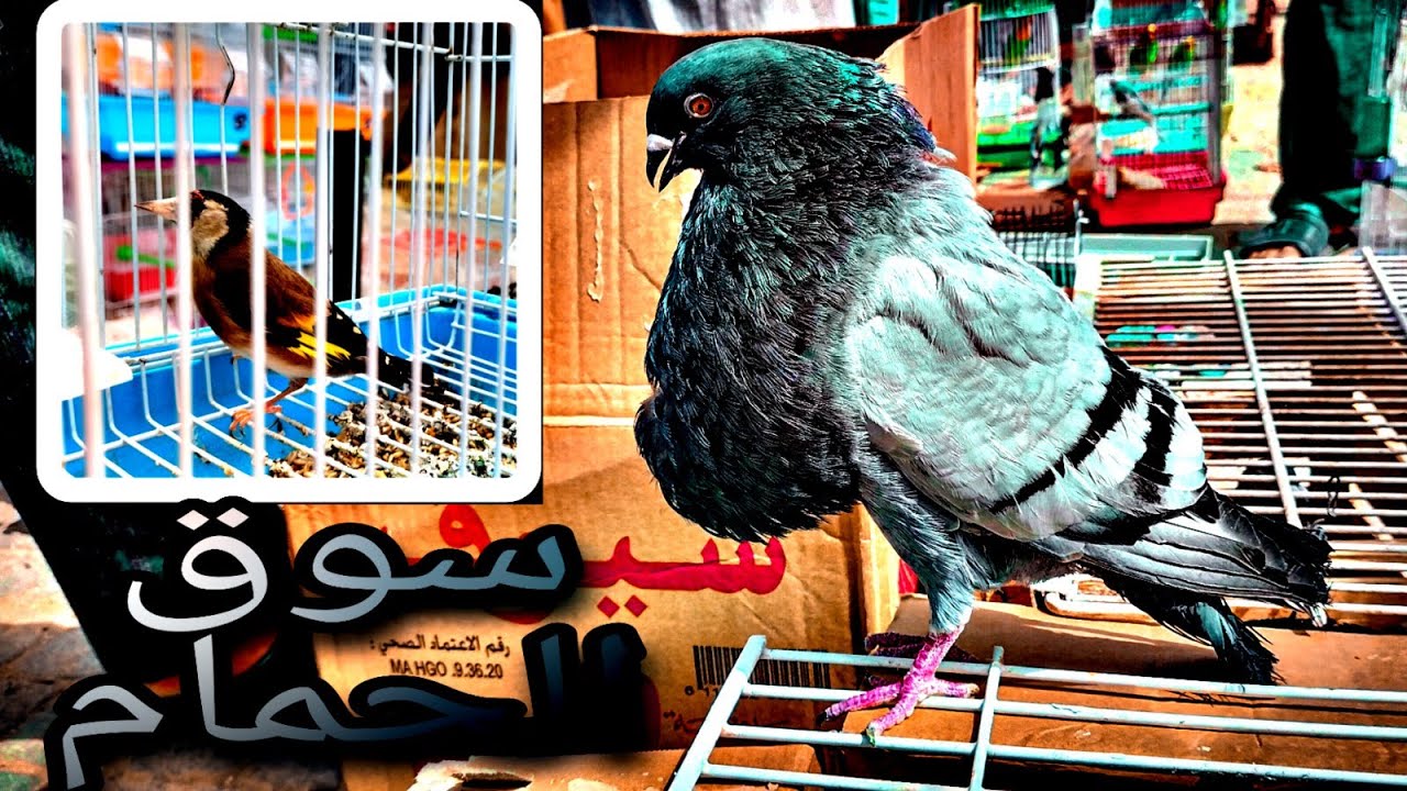 سوق الحمام والطيور مدينة فاس اثمنة الحمام مناسبة