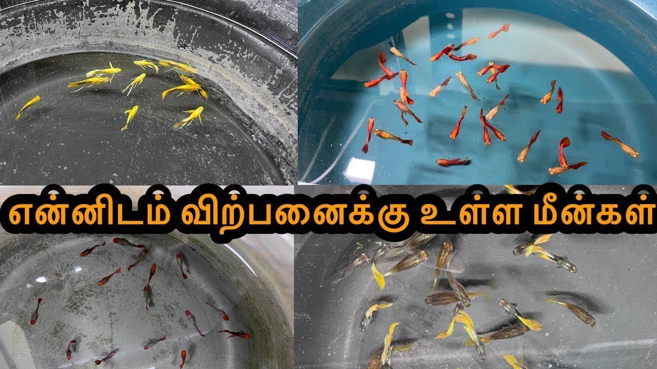 என்னிடம் விற்பனைக்கு உள்ள மீன்கள்|Erode|Guppy|All In Our Fishes|Sales |Aquarium#petslovechannel 