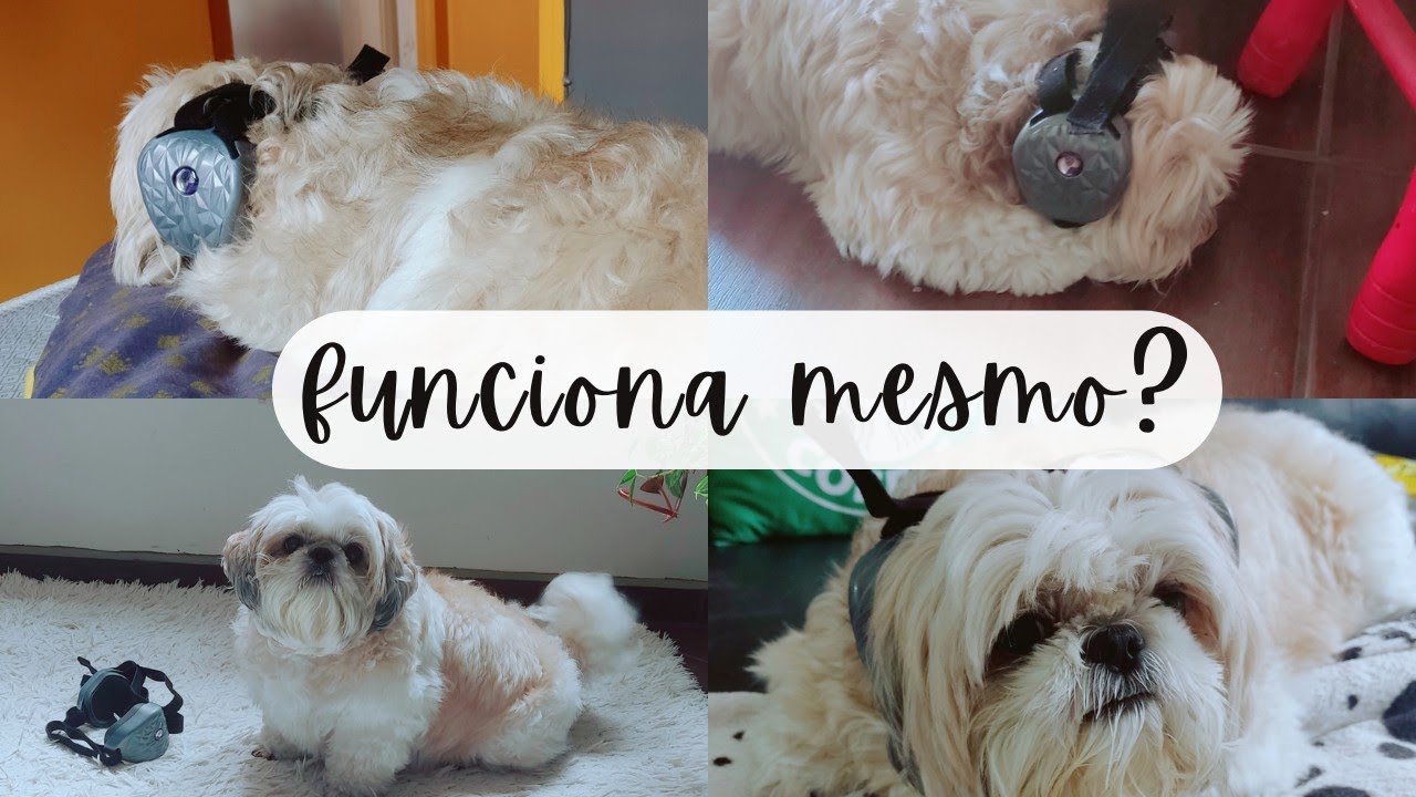 MEDO DE FOGOS| TESTANDO DOGPHONE POR 2 MESES