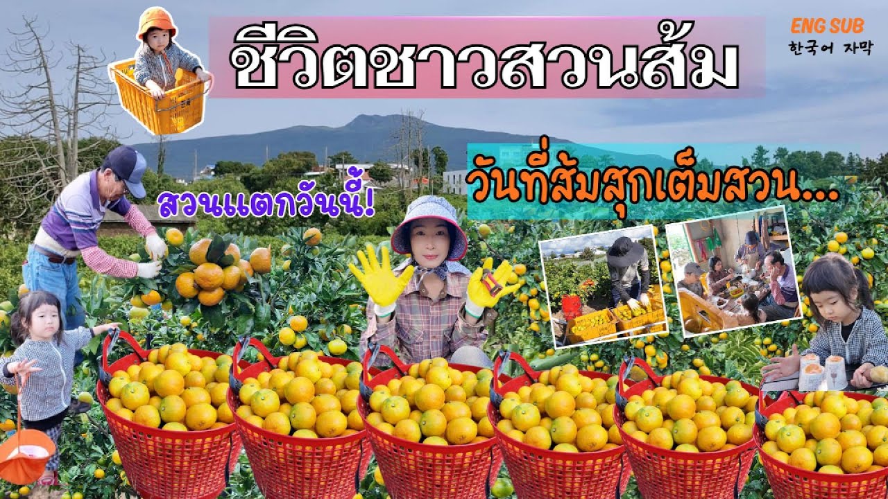 ชีวิตบนเกาะเจจู| EP.31: สวนส้มนี้มีอะไรซ่อนอยู่? 🍊 ลุ้นไปกับการเก็บส้มและเรื่องน่ารักของจีอู
