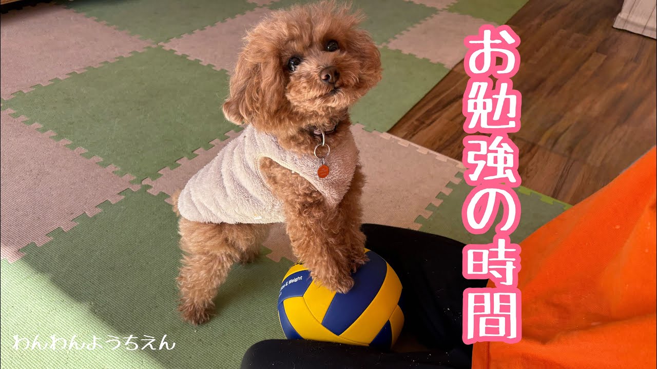 【犬の幼稚園】玉乗りやってみよう！！