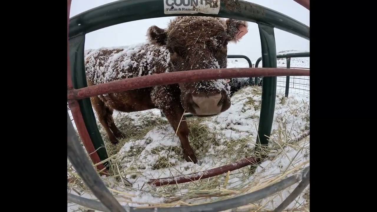 Farm Life in the First Flurries