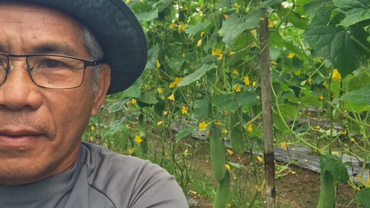 Mas maganda kapag na-pruning