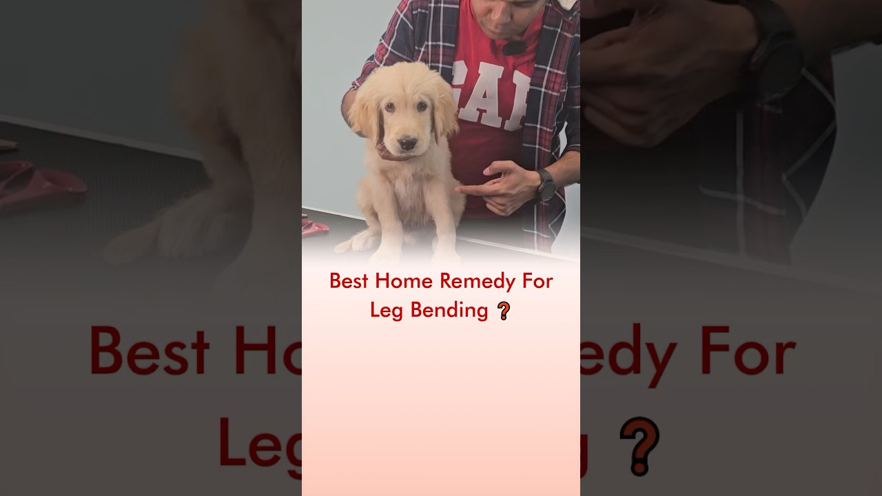 Best Home Remedy For Dog 🦮 Leg Bending❓