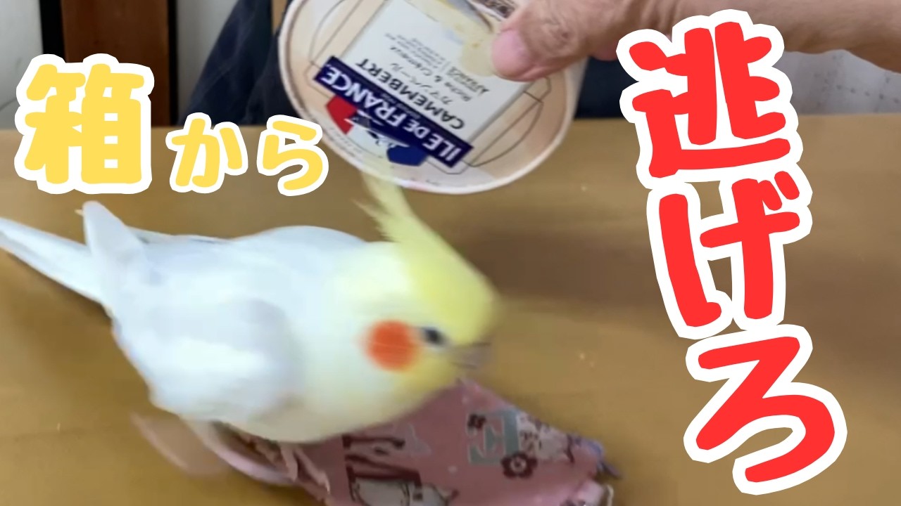 追いかけっこで逃げる役　#オカメインコ #cockatiel #鳥のいる生活