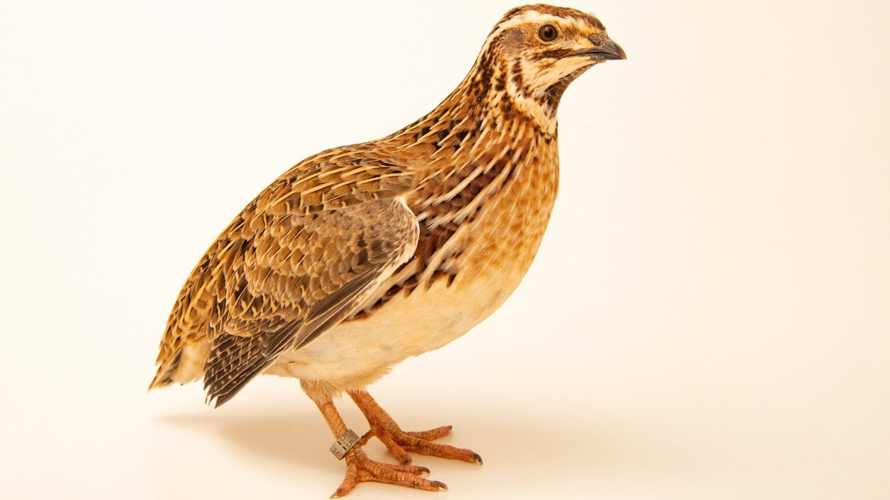 بٹیر کی خوبصورت بولی #commonquailsounds #quailvoice #quailbirds #quail65#quailfarming