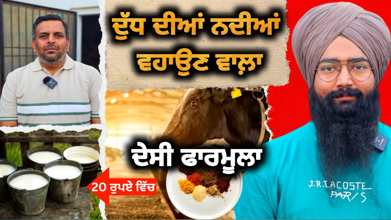 ਸਿਰਫ 20 ਰੁਪਏ ਚ ਬਣਾਓ ਦੁੱਧ ਡਬਲ ਕਰਨ ਵਾਲੀ ਖੁਰਾਕ 👍 Milk Increase Formula in Dairy Farm 👍 Feed Management