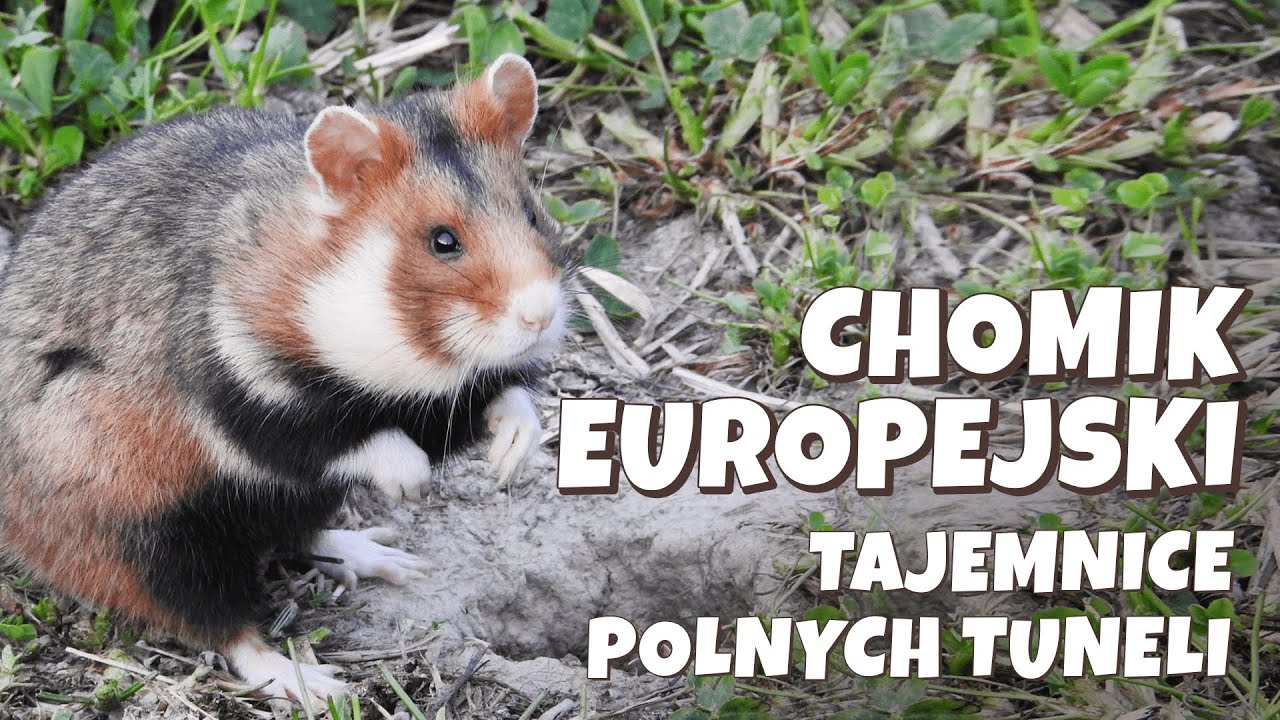 Chomik europejski - Tajemnice podziemnych tuneli na polach | Bioróżnorodność