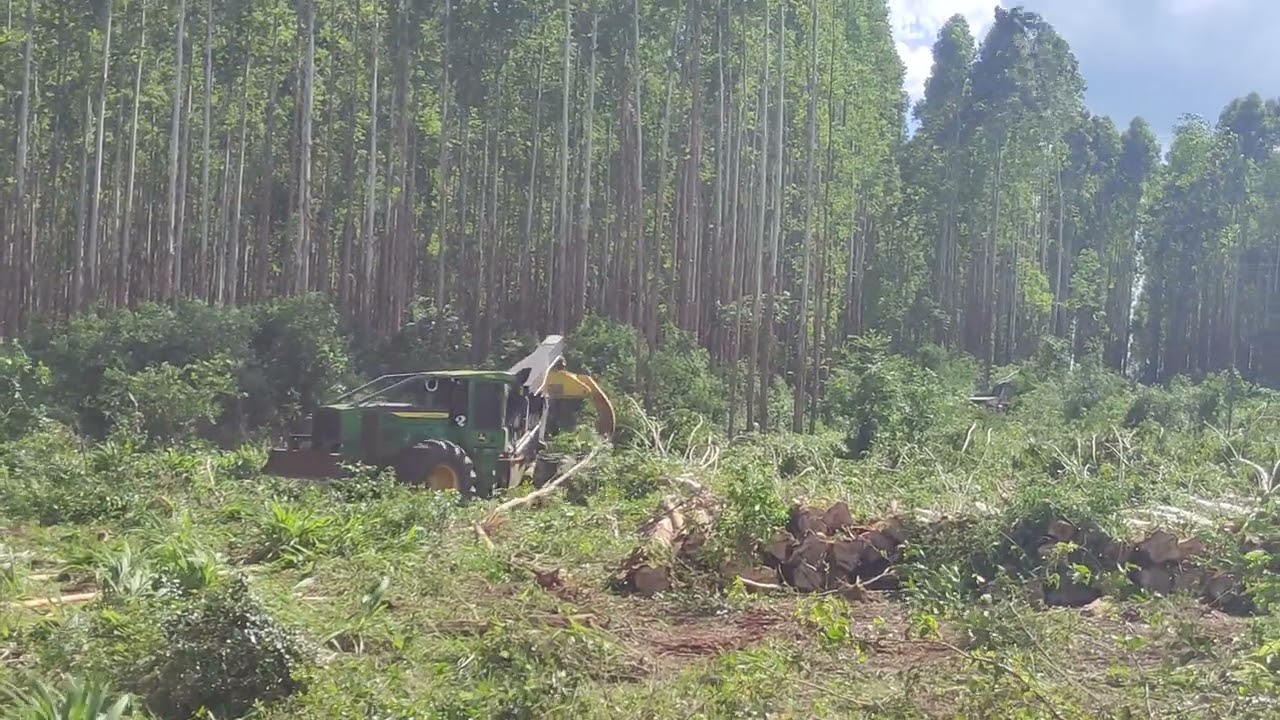 Arrancando el año 2026 extracción de #eucalyptus #forest #viralvideo #viral #viralshorts #viralshort