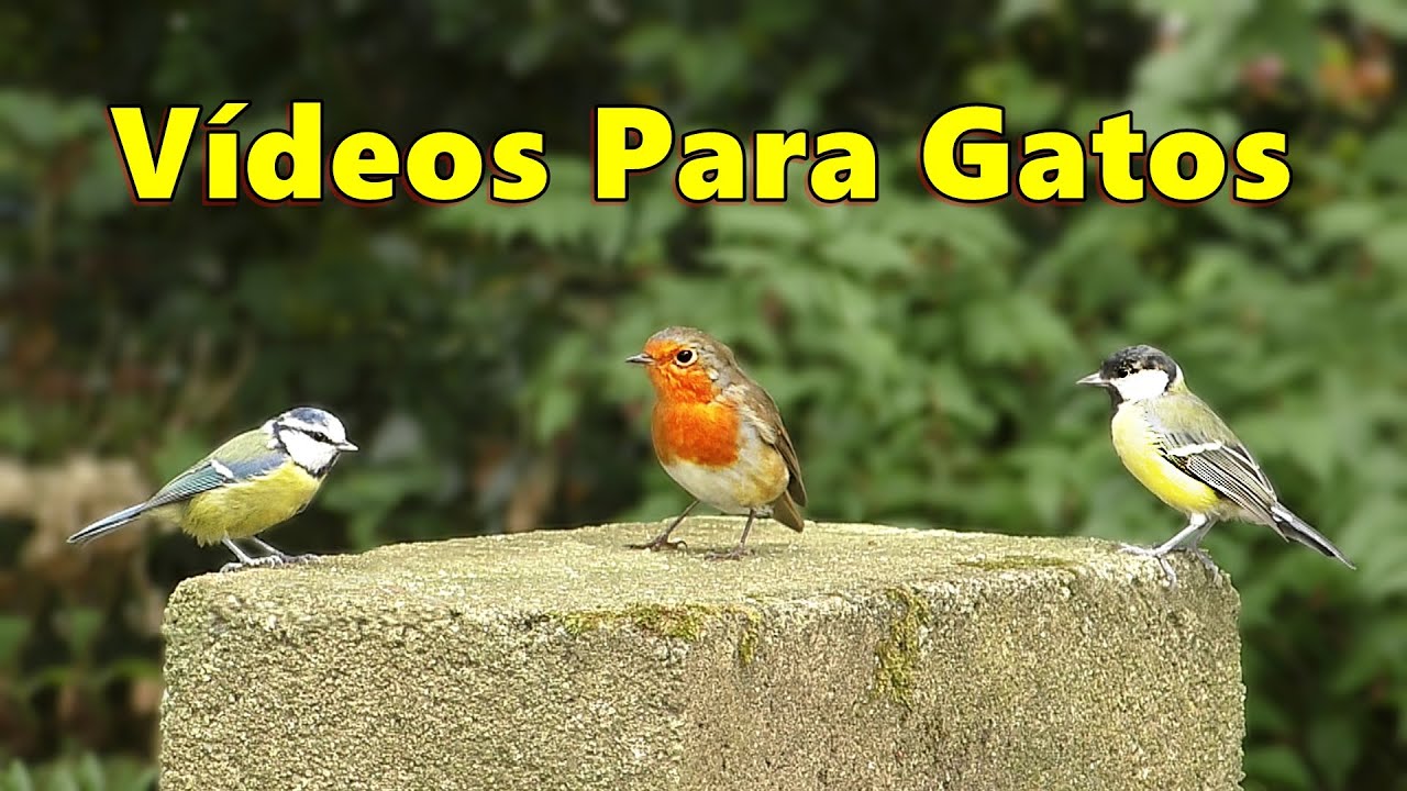 Videos Para Gatos ~ coloridos pájaros del jardín ⭐ 8 Horas ⭐