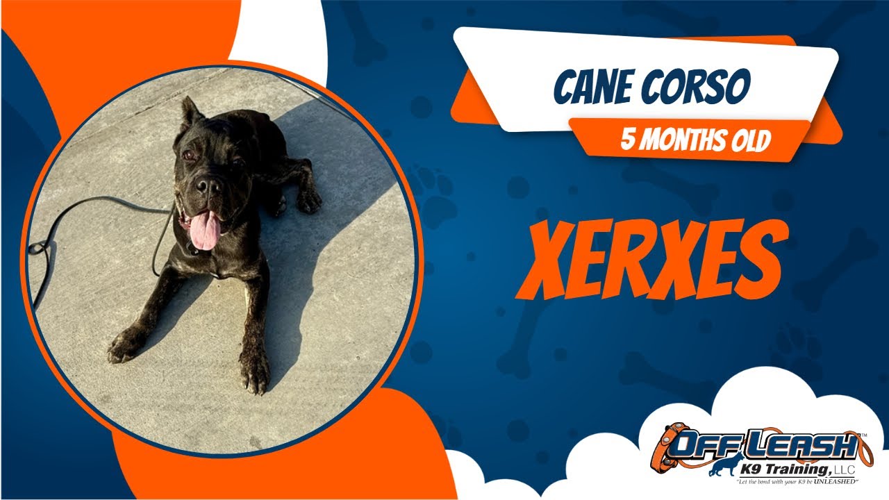 Cane Corso🐶🦮Off leash Dog Training / Obedience Training 🦮🐶