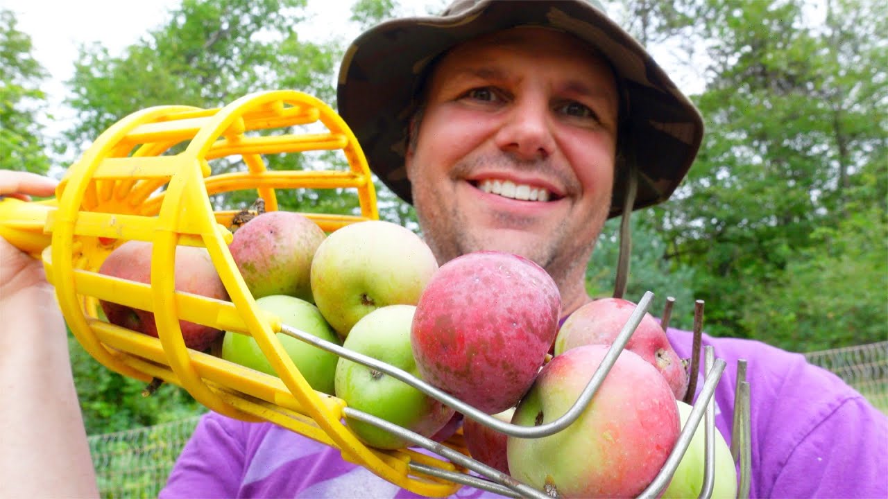 First Apple Harvest From Our Orchard