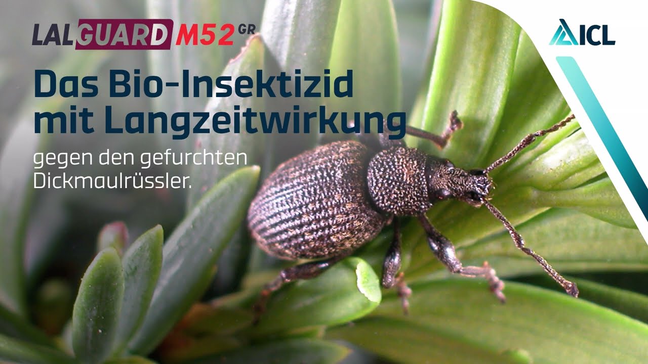 LalGuard M52 GR: Bio-Insektizid gegen den gefurchten Dickmaulrüssler mit Langzeitwirkung