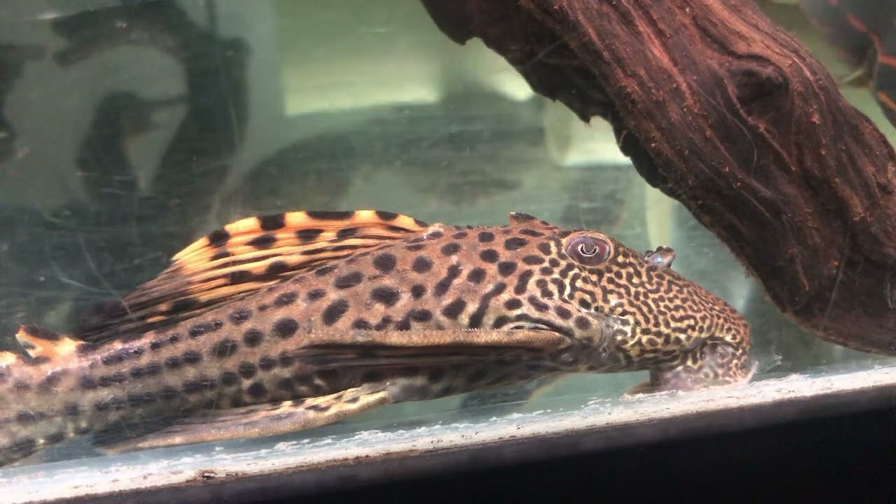 L091 Dragon Fin, Leporacanthicus Triactis