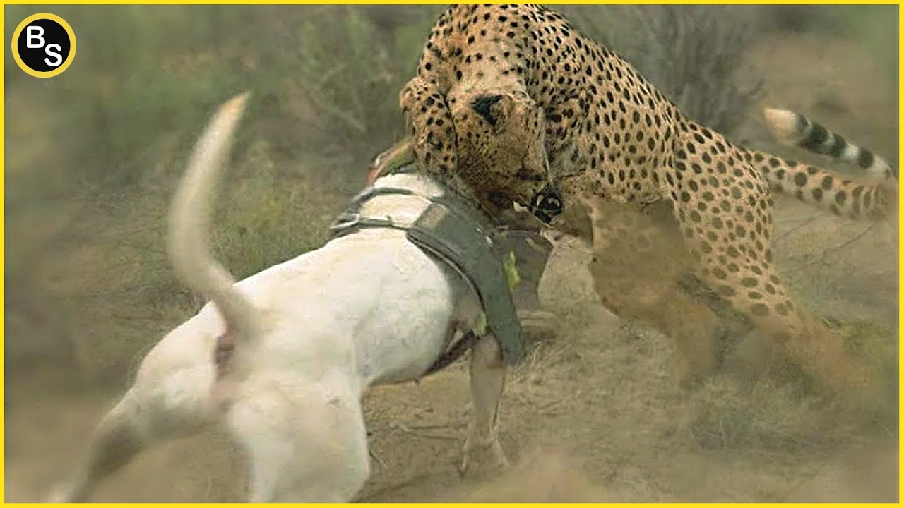 Dog's Unbelievable Escape from Deadly Leopard and Jaguar Encounter!
