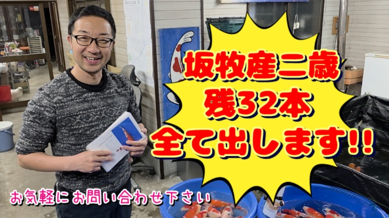 【岡谷錦鯉センター】ラスト坂牧！全部出します！