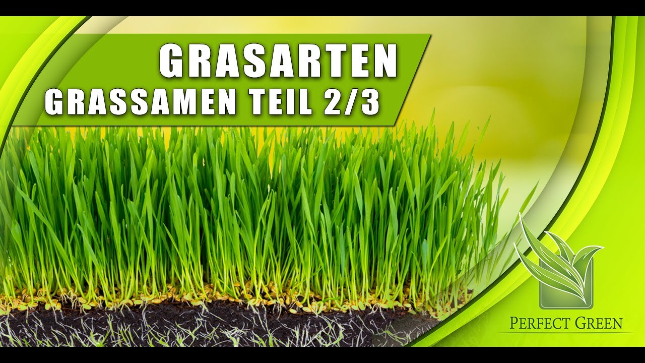 Wichtigste Rasensorten | Samenvergleich | Lolium Perenne, Festuca Rubra & Poa Pratensis