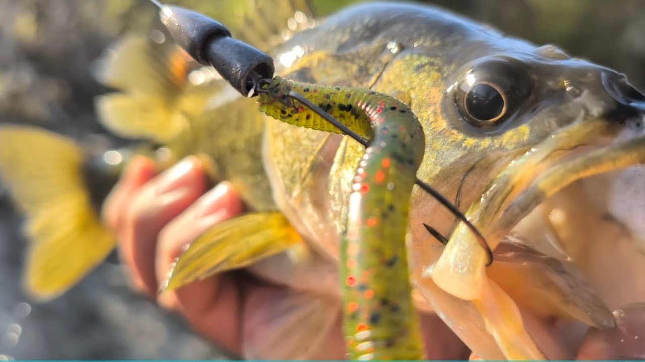  Mejor Señuelo para Pescar Lobinas desde la Orilla 🎣🔥