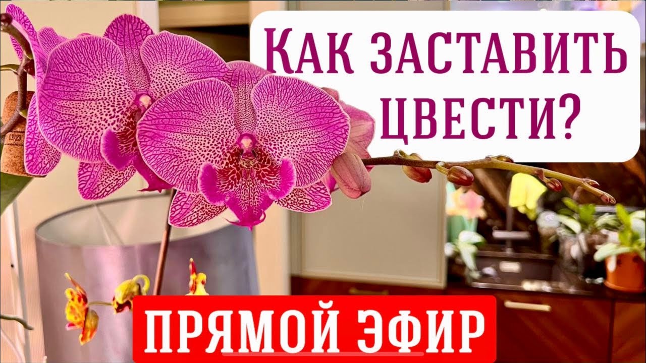 Секреты зимнего цветения 🌸