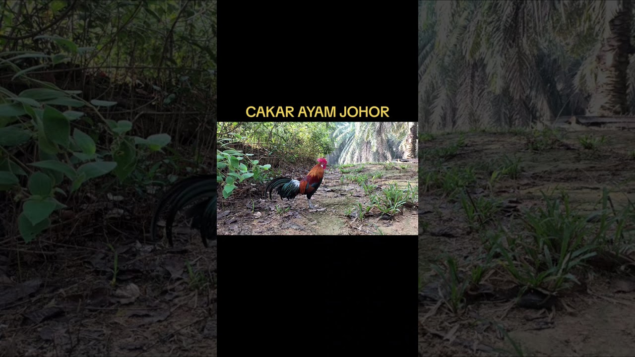 CAKAR AYAM JOHOR