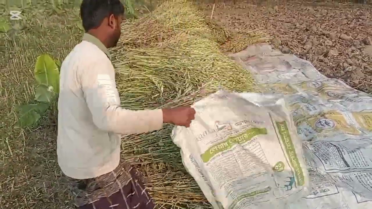 সরিষা গোলা মাড়াই করার জন্য বাহির করা হচ্ছে