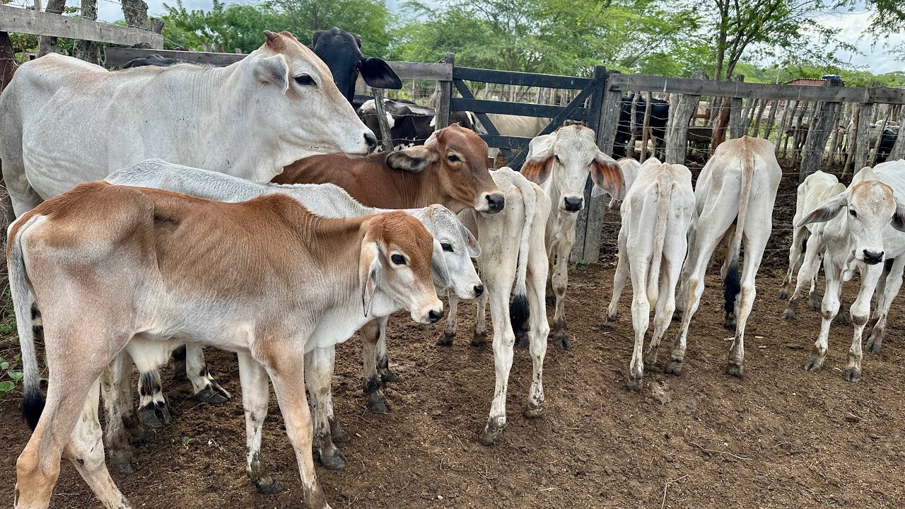 FEIRA DO GADO EM ALTINHO-PE: PREÇOS, NEGOCIAÇÕES E MOVIMENTO TOTAL! 28/02/2026