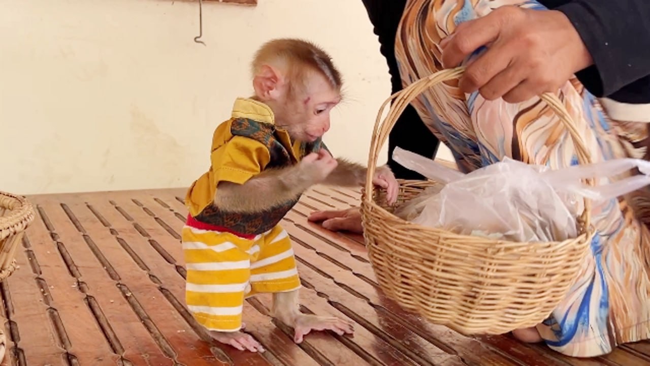 Poor Ronaldo Walk Step By Step To Check In Mom's Basket