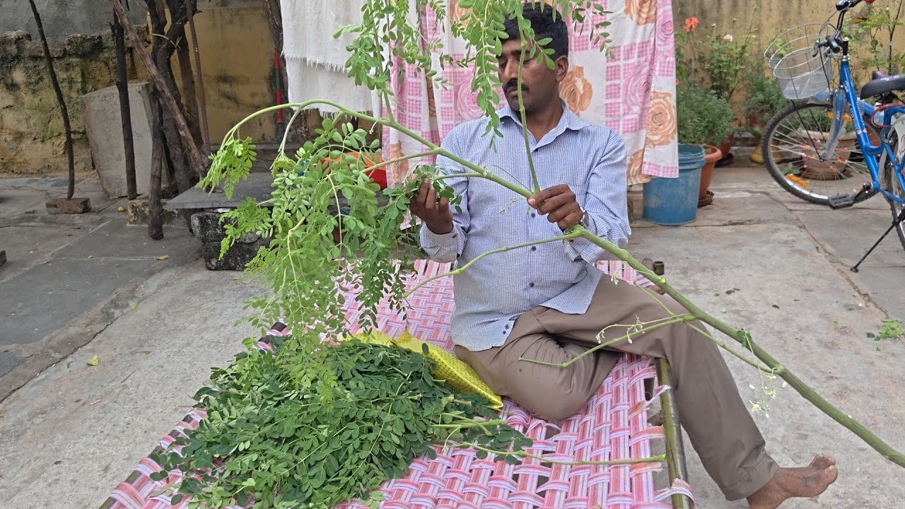 మునగాకు క్లీన్ చేయండి ఇలా