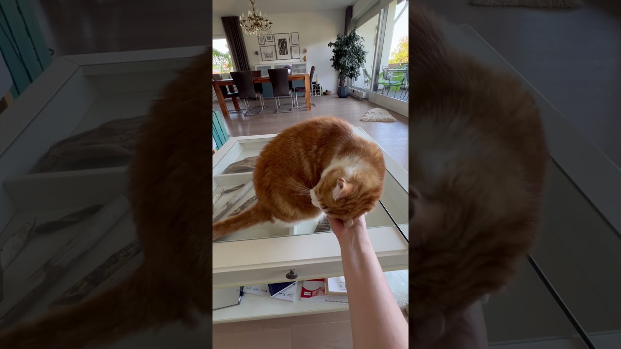 #cat #cats #kate #katzen #кот #коты #котики #haustiere #katze #relaxing #schmusen # kuscheln